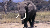 safari Bild föreställande: safari